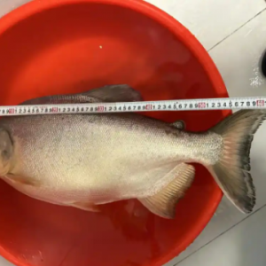 �V�|����ឫ@13����K�~���W���@�ˣ�����ʳ���~�Ľ��H����횡��[���⡱�ź�