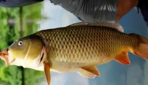 Ұ����~ȫ���ԣ�4��ץ�� �����~Ƣ�⡱�������~���ӳ��^���M��